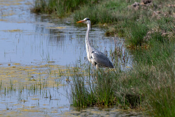 Héron cendré, Ardea cinerea, Grey Heron