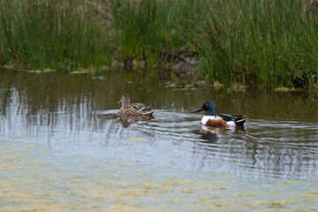 Canard souchet, male, femelle,.Anas clypeata, No