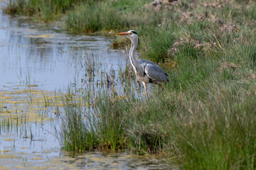 Fototapeta premium Héron cendré, Ardea cinerea, Grey Heron