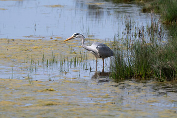 Héron cendré, Ardea cinerea, Grey Heron