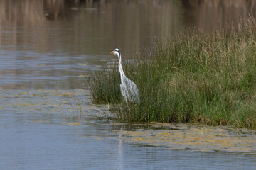 Héron cendré, Ardea cinerea, Grey Heron