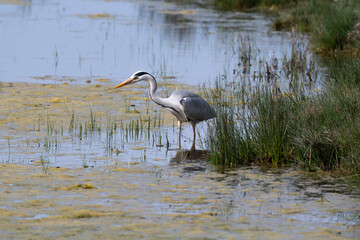 Héron cendré, Ardea cinerea, Grey Heron