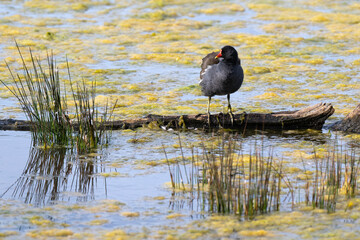 Gallinule poule d'eau,.Gallinula chloropus, Common Moorhen