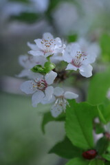 cherry tree blossom