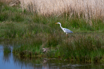 Héron cendré, Ardea cinerea, Grey Heron