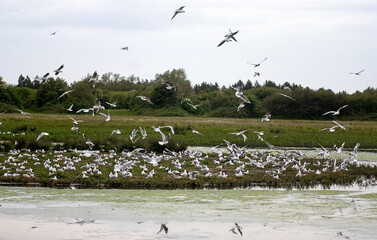 Mouette rieuse, colonie, nids, .Chroicocephalus ridibundus, Black headed Gull, Baie de Somme,