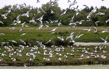 Mouette rieuse, colonie, nids, .Chroicocephalus ridibundus, Black headed Gull, Baie de Somme,