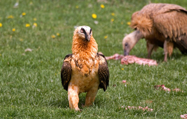 Gypaète barbu,.Gypaetus barbatus, Bearded Vulture,  Vautour fauve, Gyps fulvus, Griffon Vulture,...