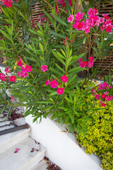 Vibrant pink nerium oleander flowers bloom profusely in a lush garden setting near a white stone staircase