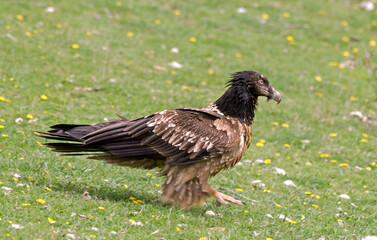 Gypaète barbu,.Gypaetus barbatus, Bearded Vulture,