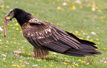 Obraz premium Gypaète barbu,.Gypaetus barbatus, Bearded Vulture,