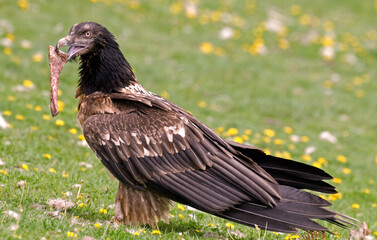 Gypaète barbu,.Gypaetus barbatus, Bearded Vulture,