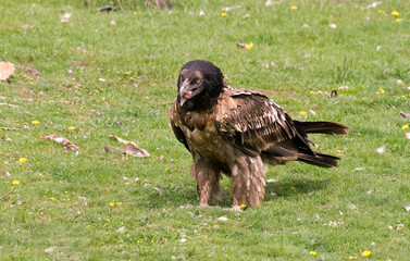 Gypaète barbu,.Gypaetus barbatus, Bearded Vulture,