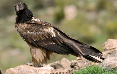 Gypaète barbu,.Gypaetus barbatus, Bearded Vulture,