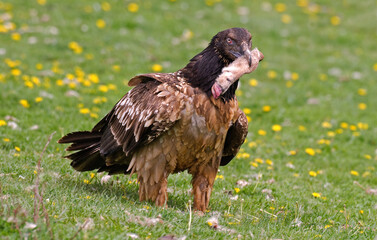 Gypaète barbu,.Gypaetus barbatus, Bearded Vulture, Pyrénées