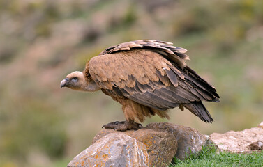 Vautour fauve,.Gyps fulvus, Griffon Vulture, Pyrénées Atlantiques