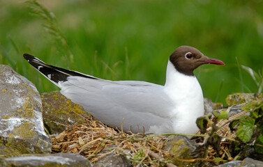 Mouette rieuse, nid, .Chroicocephalus ridibundus, Black headed Gull