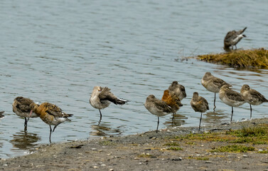 Barge à queue noire,.Limosa limosa, Black tailed Godw