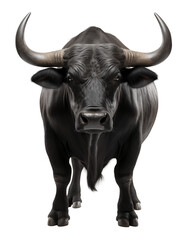 Naklejka premium Black bull isolated on transparent background. Generative ai
