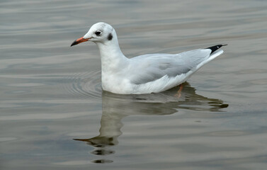 Mouette rieuse,.Chroicocephalus ridibundus, Black headed Gull