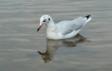 Mouette rieuse,.Chroicocephalus ridibundus, Black headed Gull