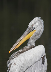 Pélican