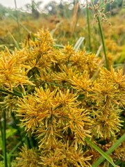 yellow flowers in the forest. Cyperus strigosus is a reed plant that originates from the United States, growing in the wild in wet areas.