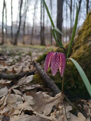A primrose in the forest. A flower in the forest, near a tree.  A hatchling.  Spring photo.