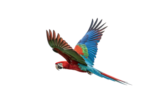 A parrot soars mid-flight, wings stretched wide in a burst of blue, green, and red. Vibrant and wild, nature’s flying rainbow commands attention, isolated on a transparent background - Powered by Adobe