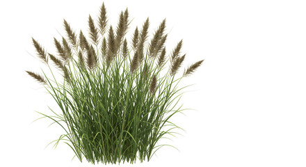 Obraz premium Grass isolated on white background