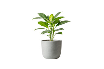 Obraz premium Compact potted plant with smooth grey container. Large, healthy leaves with rich green tones. Minimalist and modern suitable for interior or office space, isolated on a transparent background