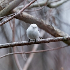 冬のシマエナガ
