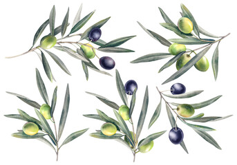 Olive branches, leaves and fruits. A large set of olive trees. A hand-drawn watercolor illustration. A bundle for menu decoration, packaging design, invitation, greeting card.