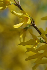 yellow spring flowers