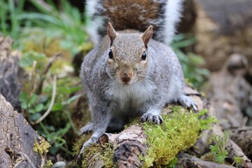 Grey squirrel 