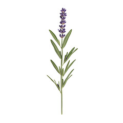 Fototapeta premium Lavender sprigs with tiny purple blossoms transparent background