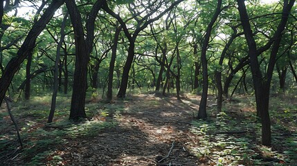 A serene forest clearing where sunlight streams through the canopy, casting dappled shadows on the forest floor, with wildflowers blooming in abundance and a sense of calm permeating the air 
