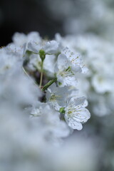 cherry blossom in the garden