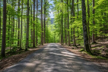  A serene forest path covered in soft fallen leaves, where the tall trees create a canopy above, allowing only dappled sunlight to break through, creating a peaceful atmosphere 