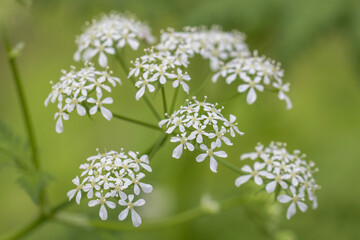 water dropwort