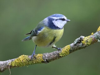 Obraz premium Blue tit