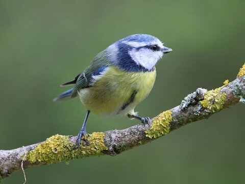 Blue tit