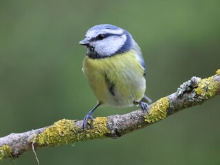 Blue tit