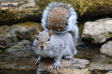Grey squirrel 