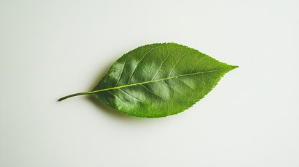 Isolated green leaf close up on white background for nature botanical plant biology study concept