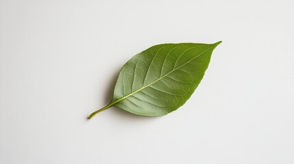 Isolated green leaf on white background for nature photography and botanical illustration stock image