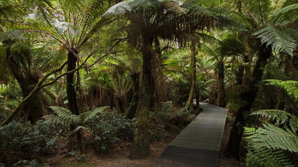Obraz premium Maits Rest Rainforest walk in Great Otway National Park at Great Ocean Road 