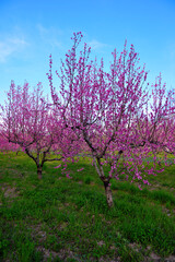 peach trees in bloom in Volpedo Alessandria Piedmont Italy