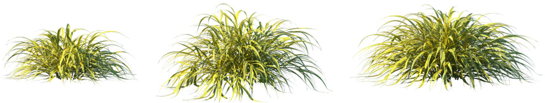 Set of Hakonechloa macra Alboaurea (golden Japanese forest grass) isolated frontal png on a transparent background perfectly cutout