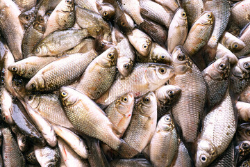Fototapeta premium Fresh catch of fish close-up.